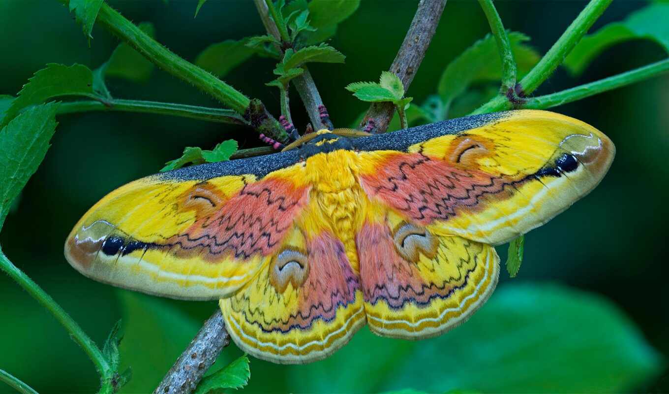 moth, oberthurus