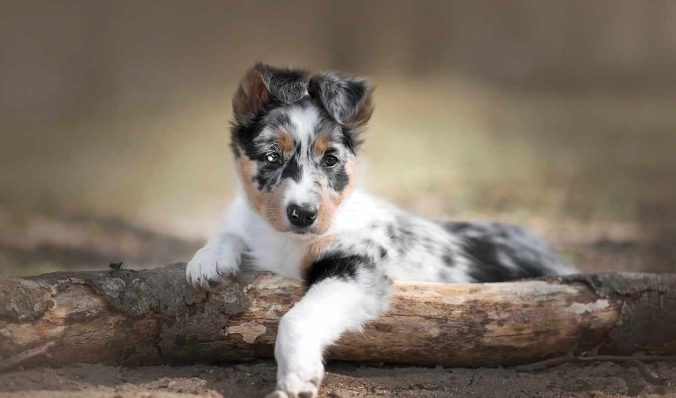 cute, собака, щенок, овчарка, animal, pet, australian, австралийский, australiano