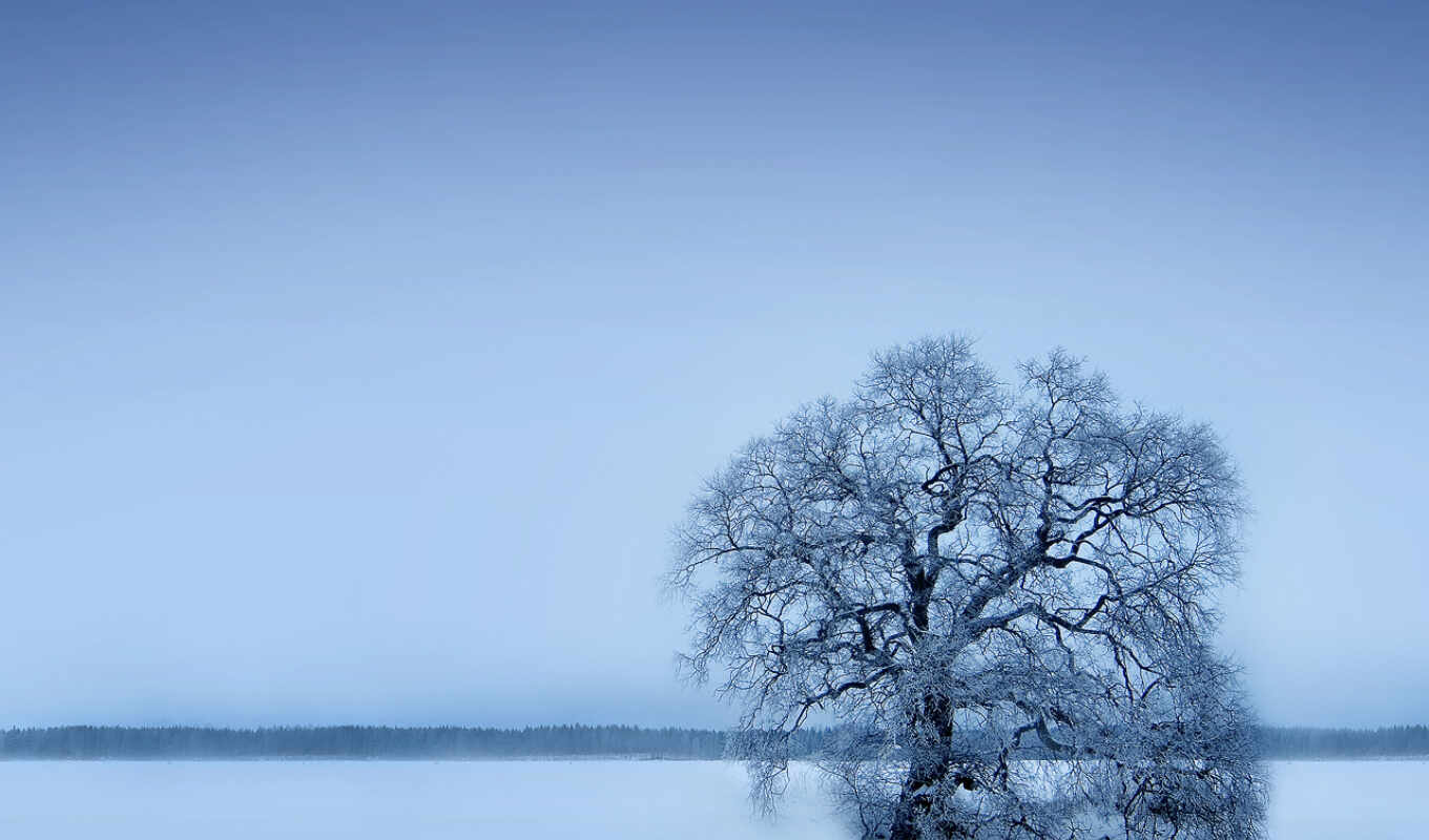 ipad, tree, snow, winter