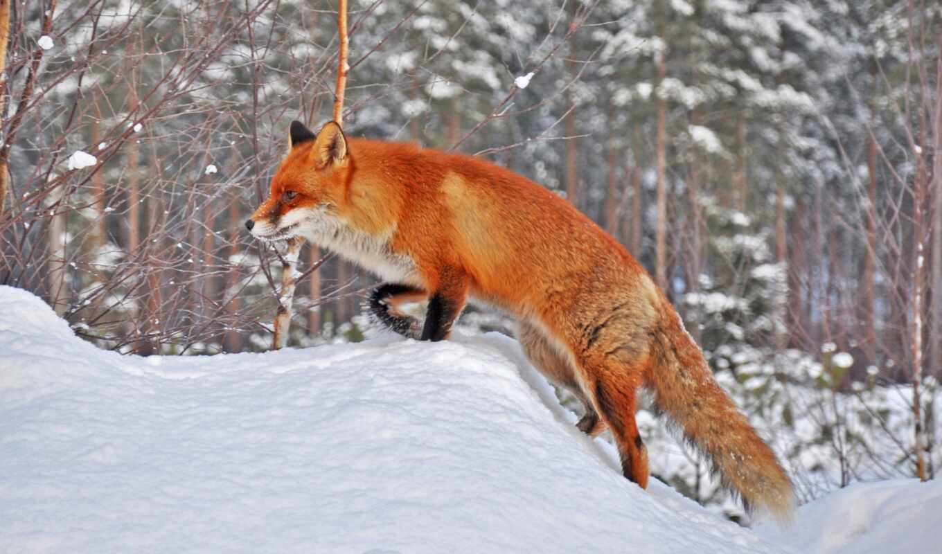 category, completely, animals, fox