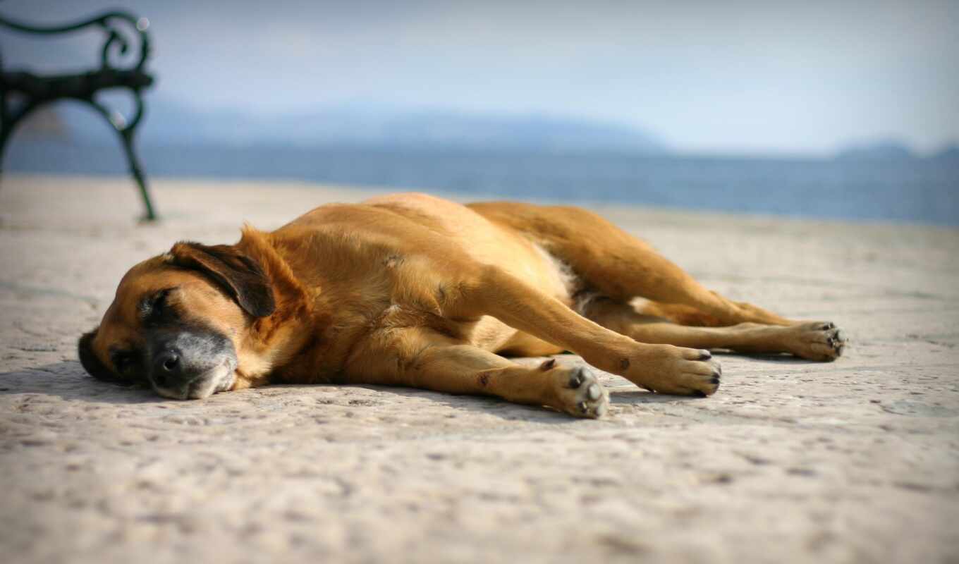 summer, beach, sand, dog, portal, rest, muzzle, sleep, lie, capitalisst