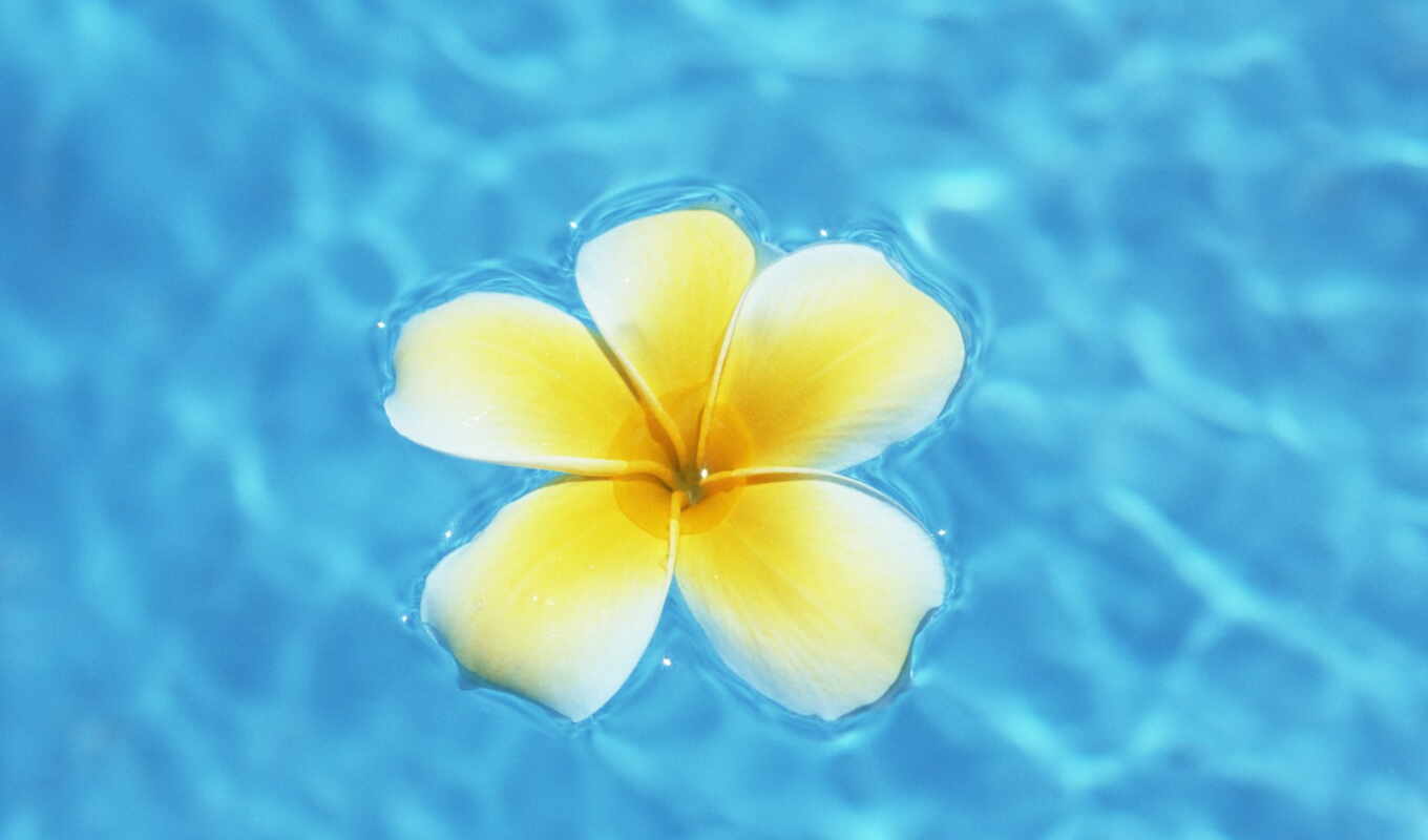flowers, blue, water, flowers, pinterest, frangipani, plumeria, hawaii