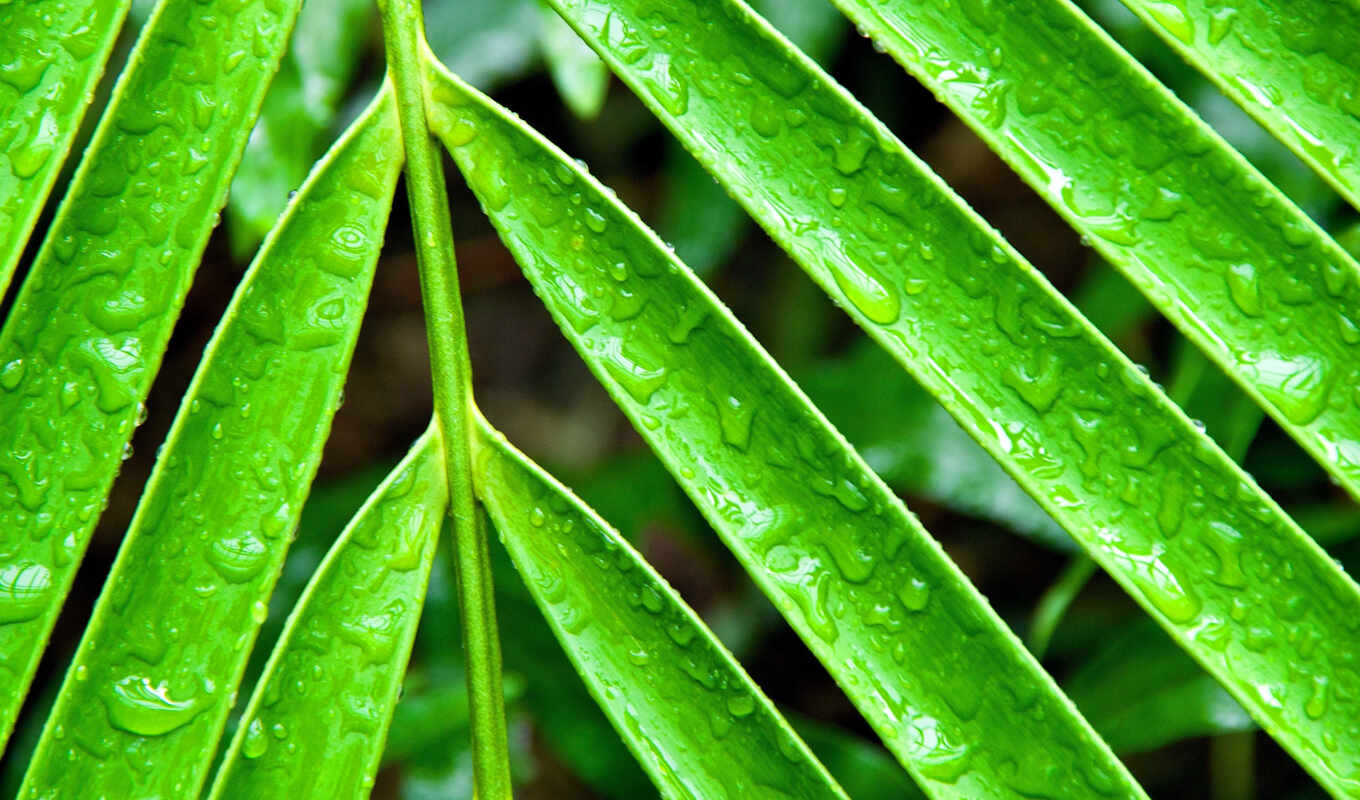дождь, макро, листья, long, drops, растение