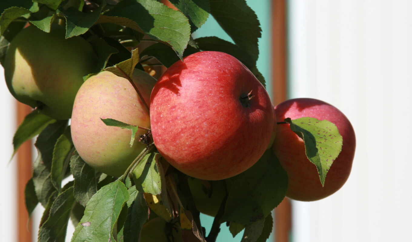 природа, еда, garden, branch, растение, яблоки, фрукты, яблоня