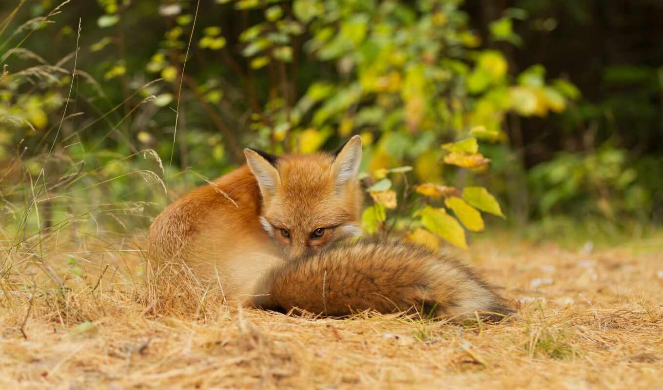 photo, vector, new, other, fox, million, shutterstock, animal, thous, royalty