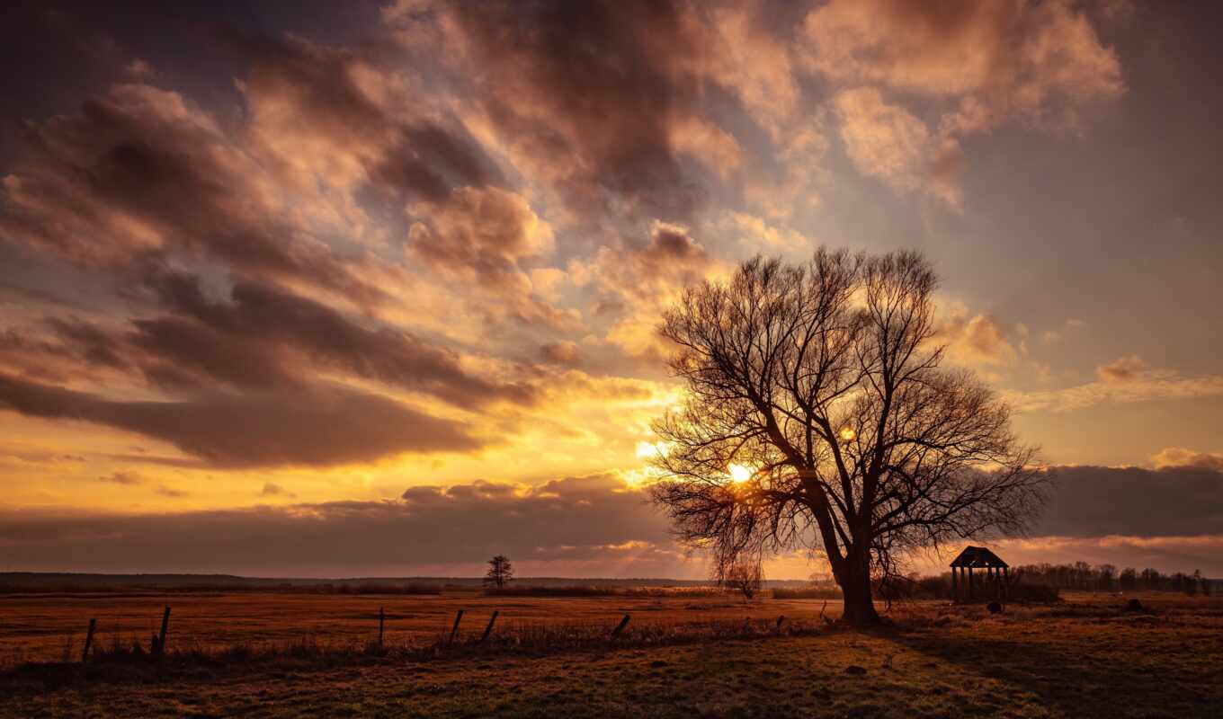 sky, free, picture, tree, sunset, field