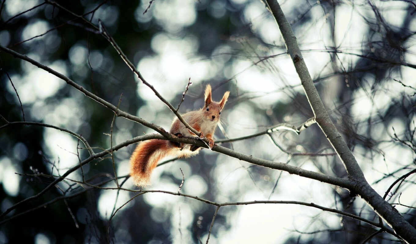 wall, picture, page, red, tree, website, squirrels, animal, Internet, modular, protein
