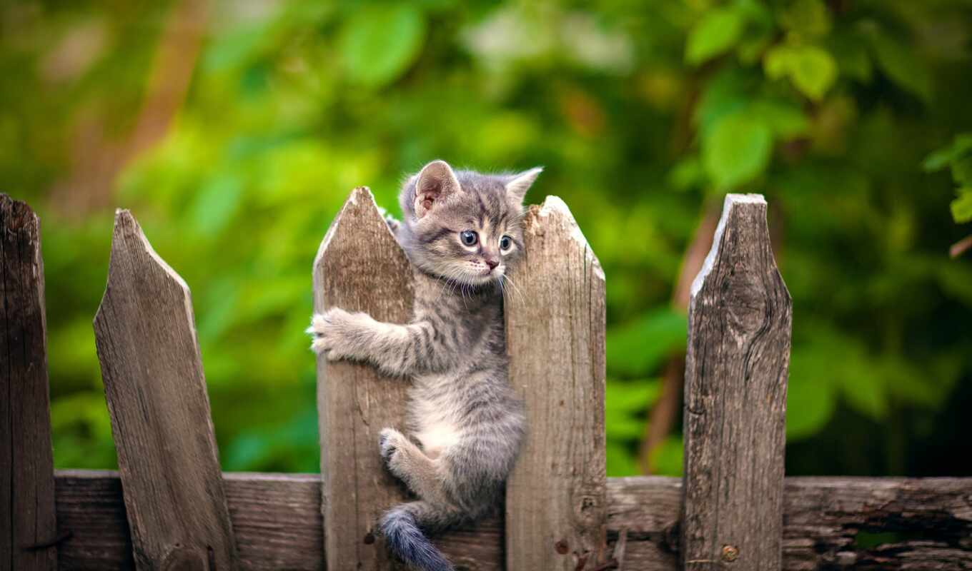cat, cute, fond, kitty, fear, mouse, fence, mignon, chat, milot