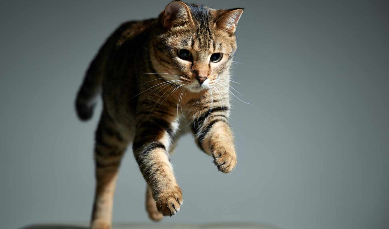 high, кот, прыжок, морда, animal