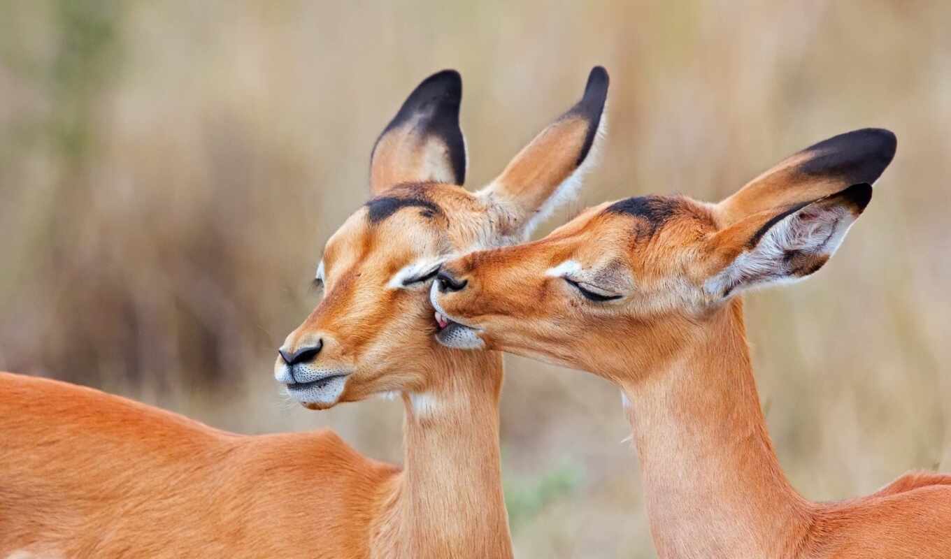 animal, antelope