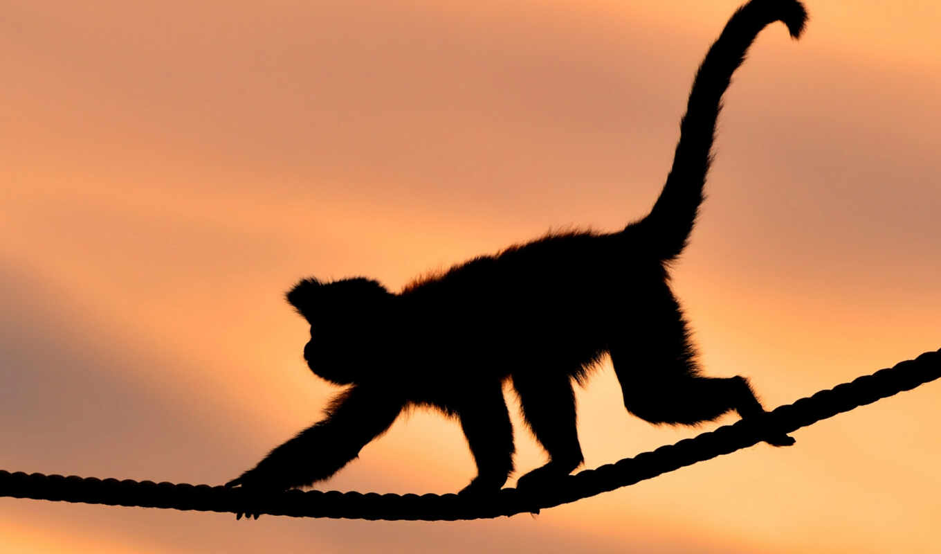 sunset, a monkey, animal, a shadow, rope