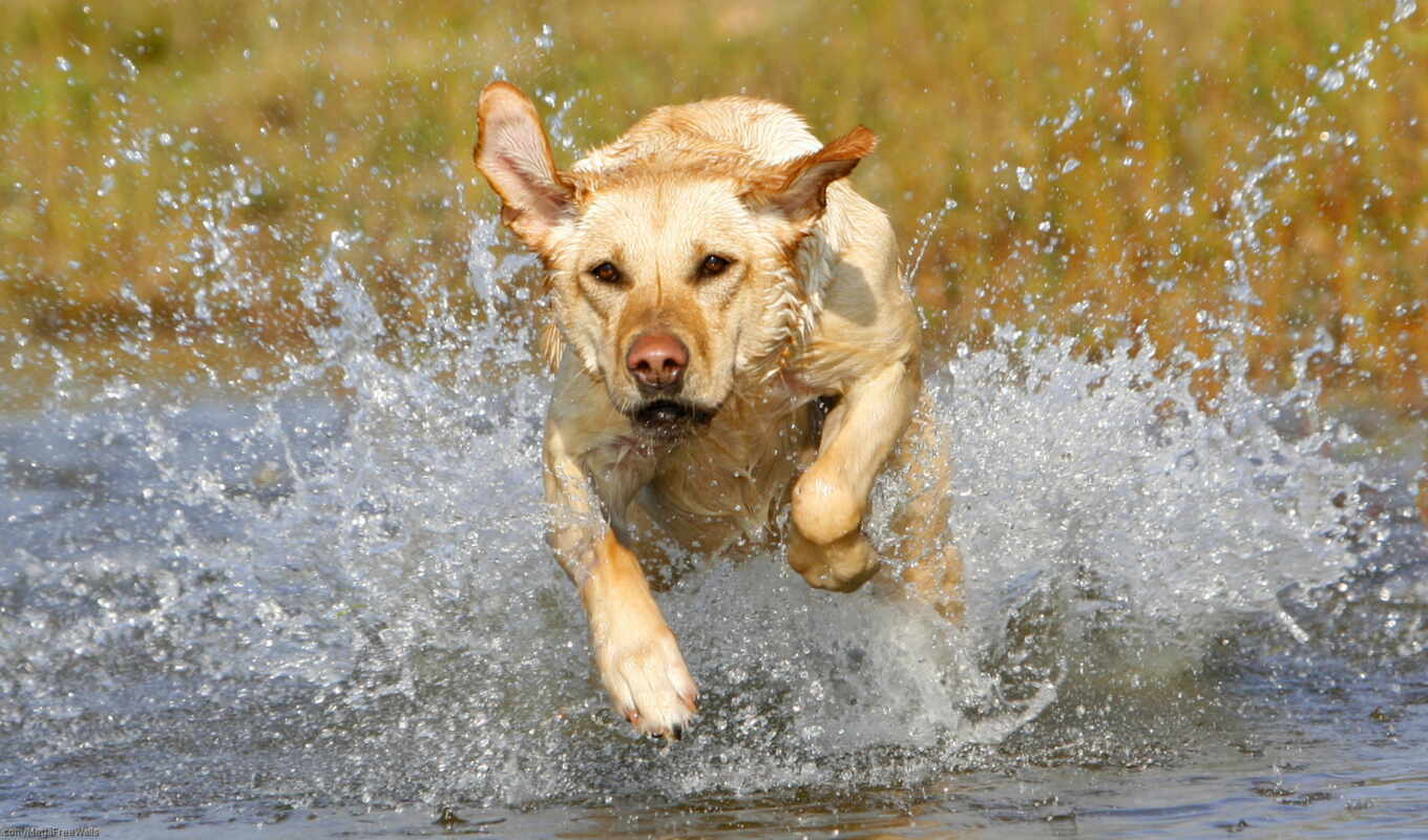 water, dog, Labrador, yellow, run, retriever, lab