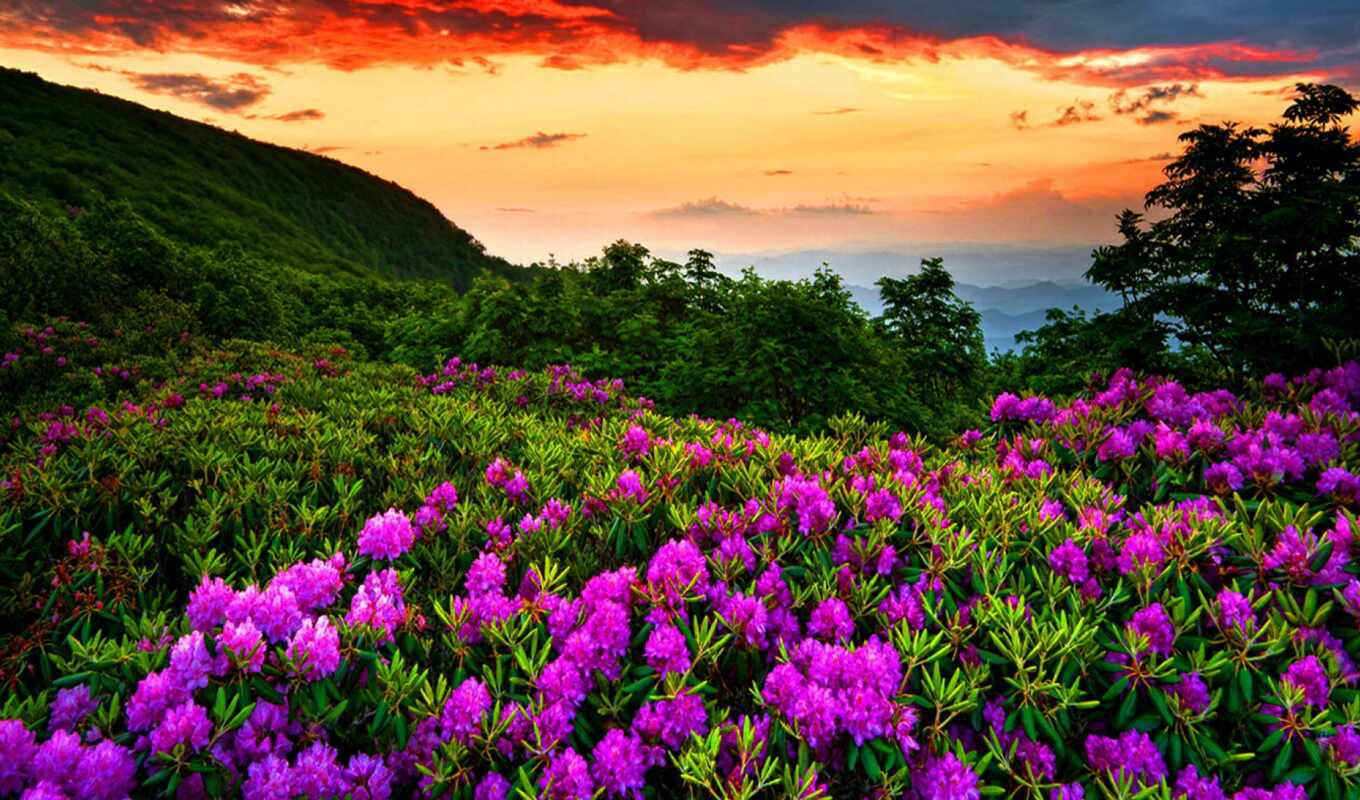 nature, sky, flowers, sunset, mountain, spring