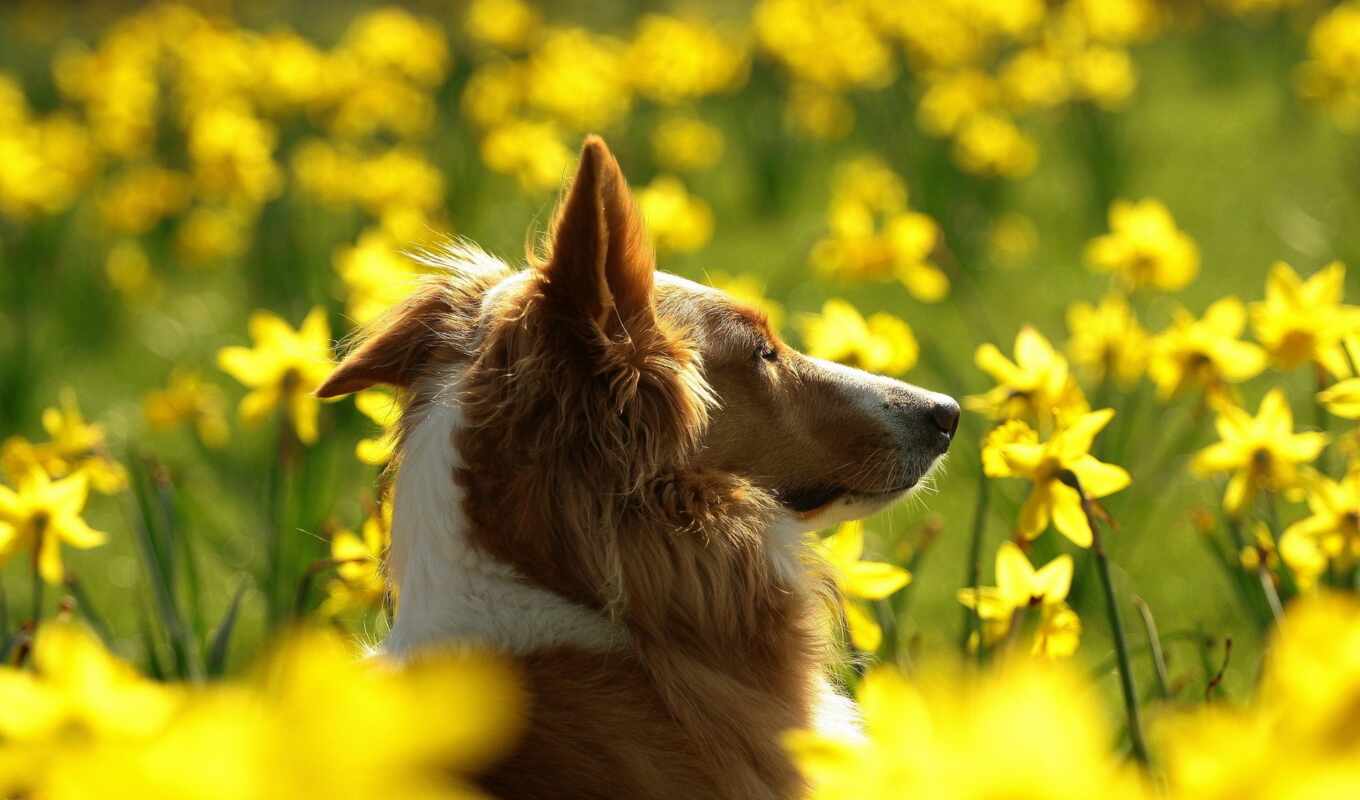 цветы, собака, animal, yellow, колли, грубо