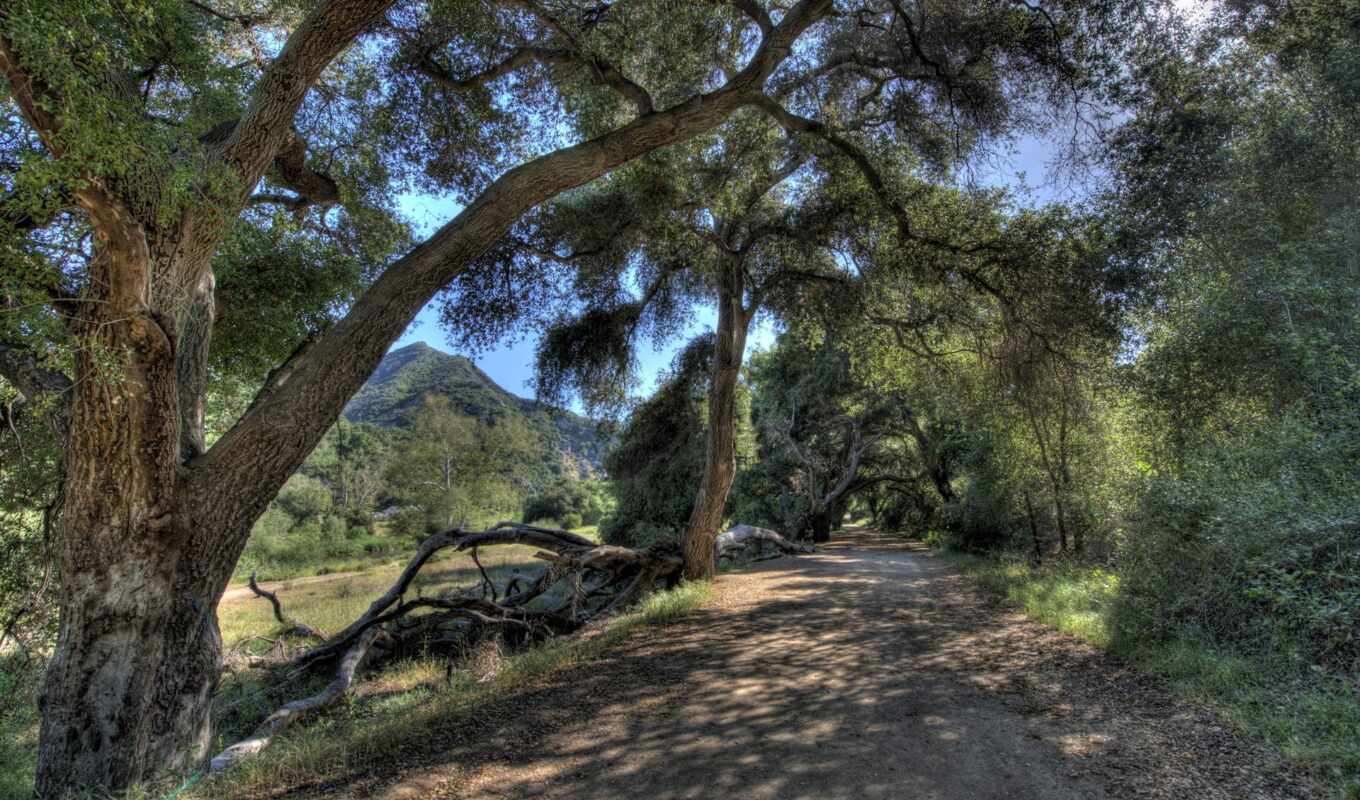 nature, picture, california, usa, the trunk, hdr, trees, tree, malibu