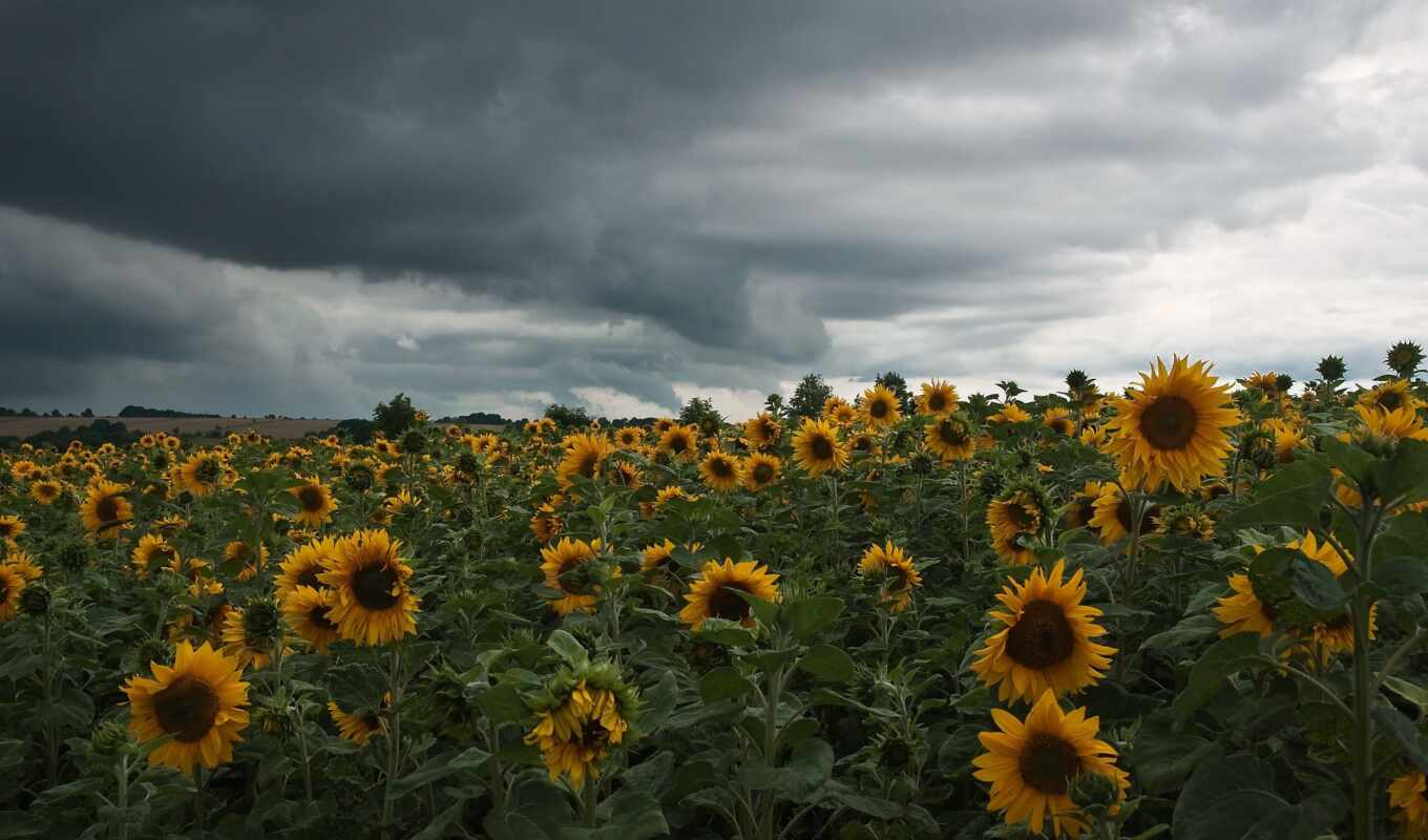 field, landscape, cloudy, sunflowers, clouds