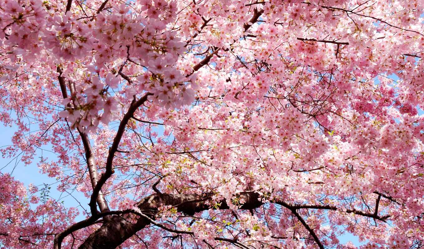 Sakura, japanese, pink, spring, Japan, cvety, eastern, blooming, petals, branches
