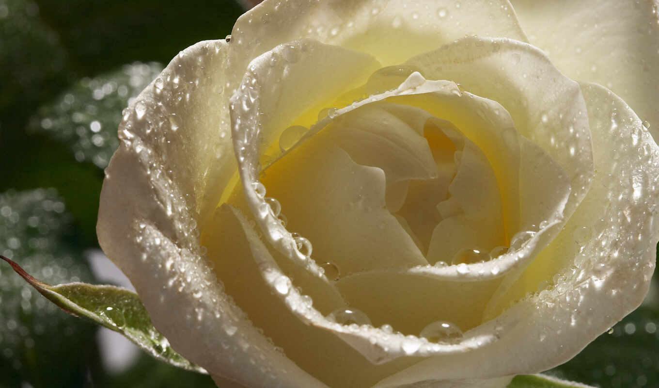 rose, white, drops, roses, dew, cvety, petals, photo wallpapers