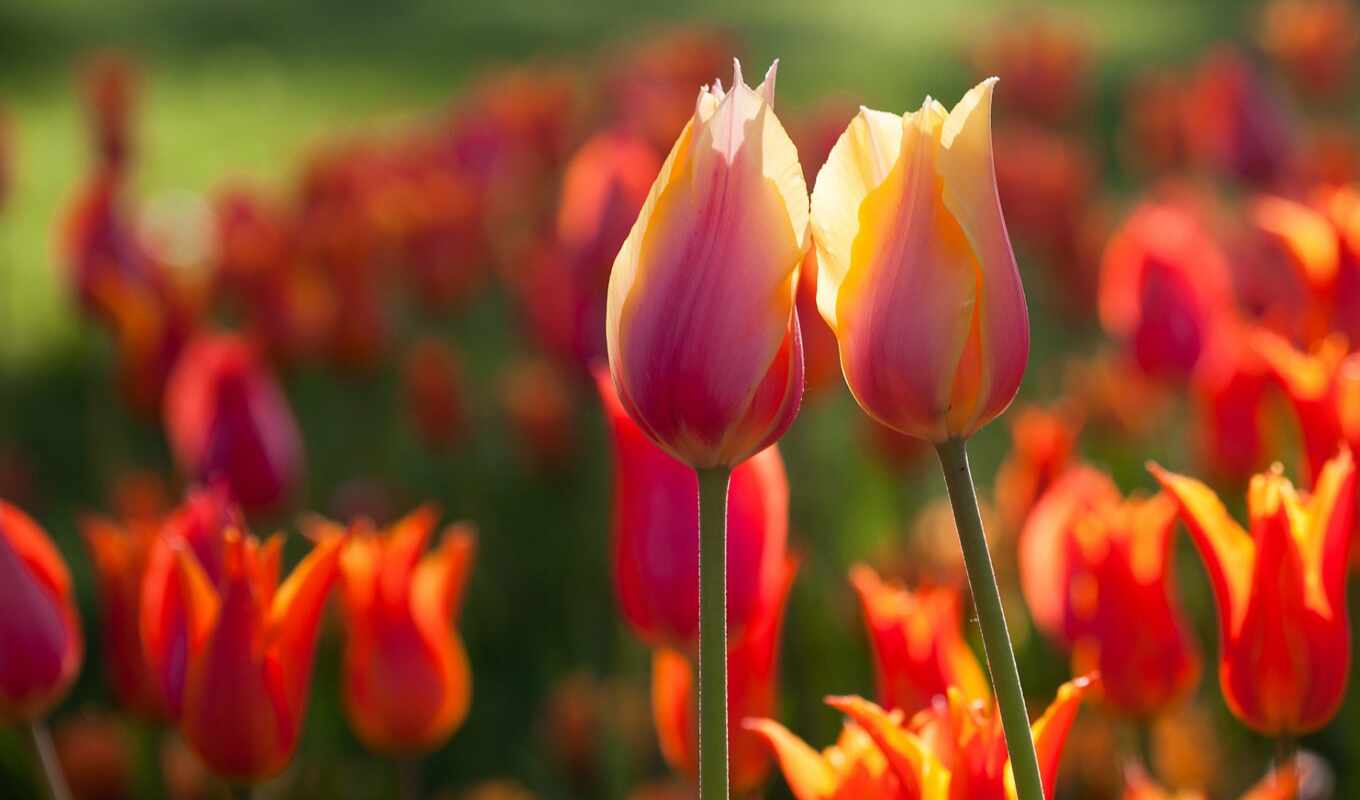 flowers, dance, plant, tulip, alive, odessa, folk, exemplary, aptoide, periwinkle
