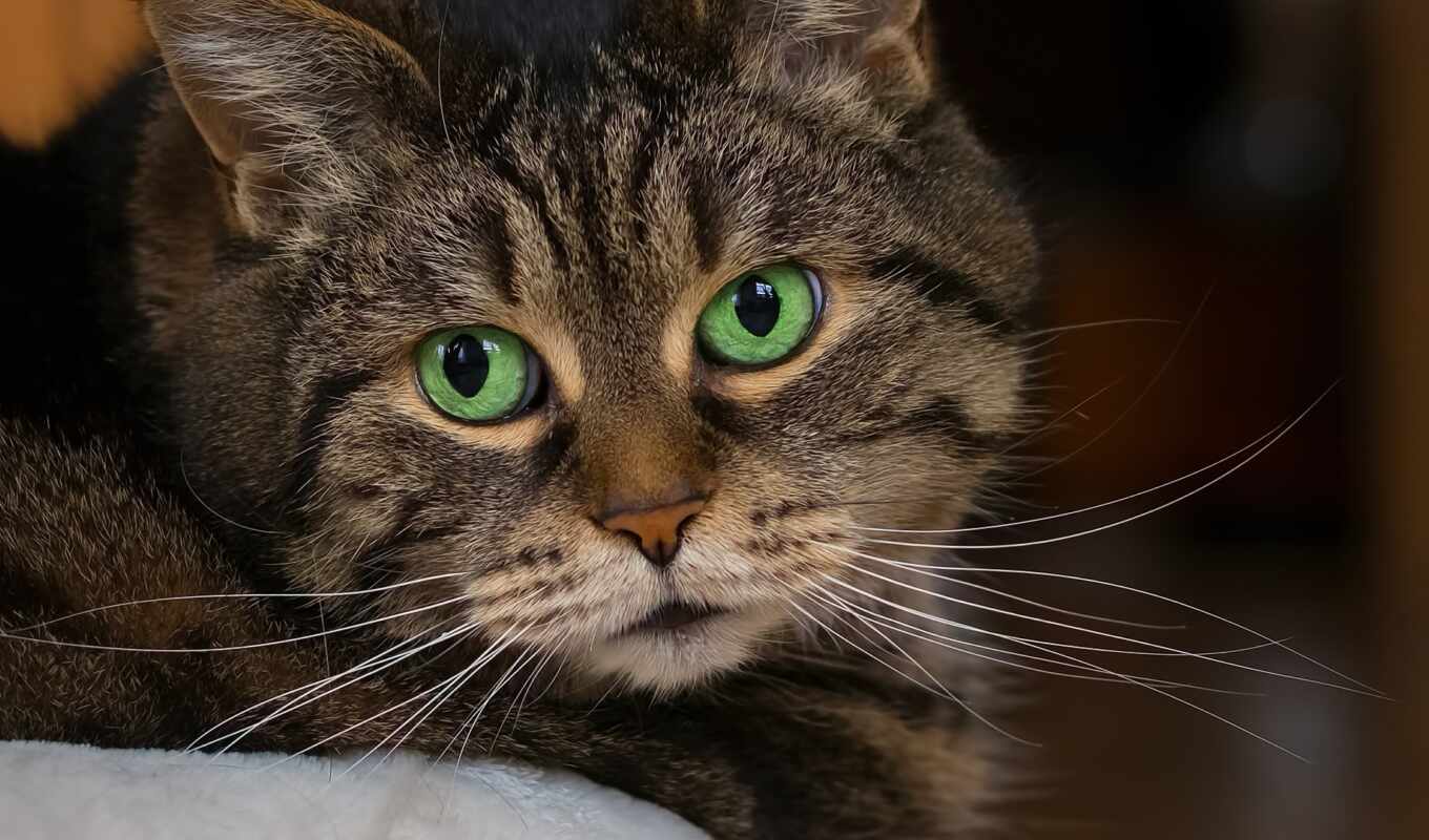 black, взгляд, white, глаз, зелёный, кот, portrait, морда, color
