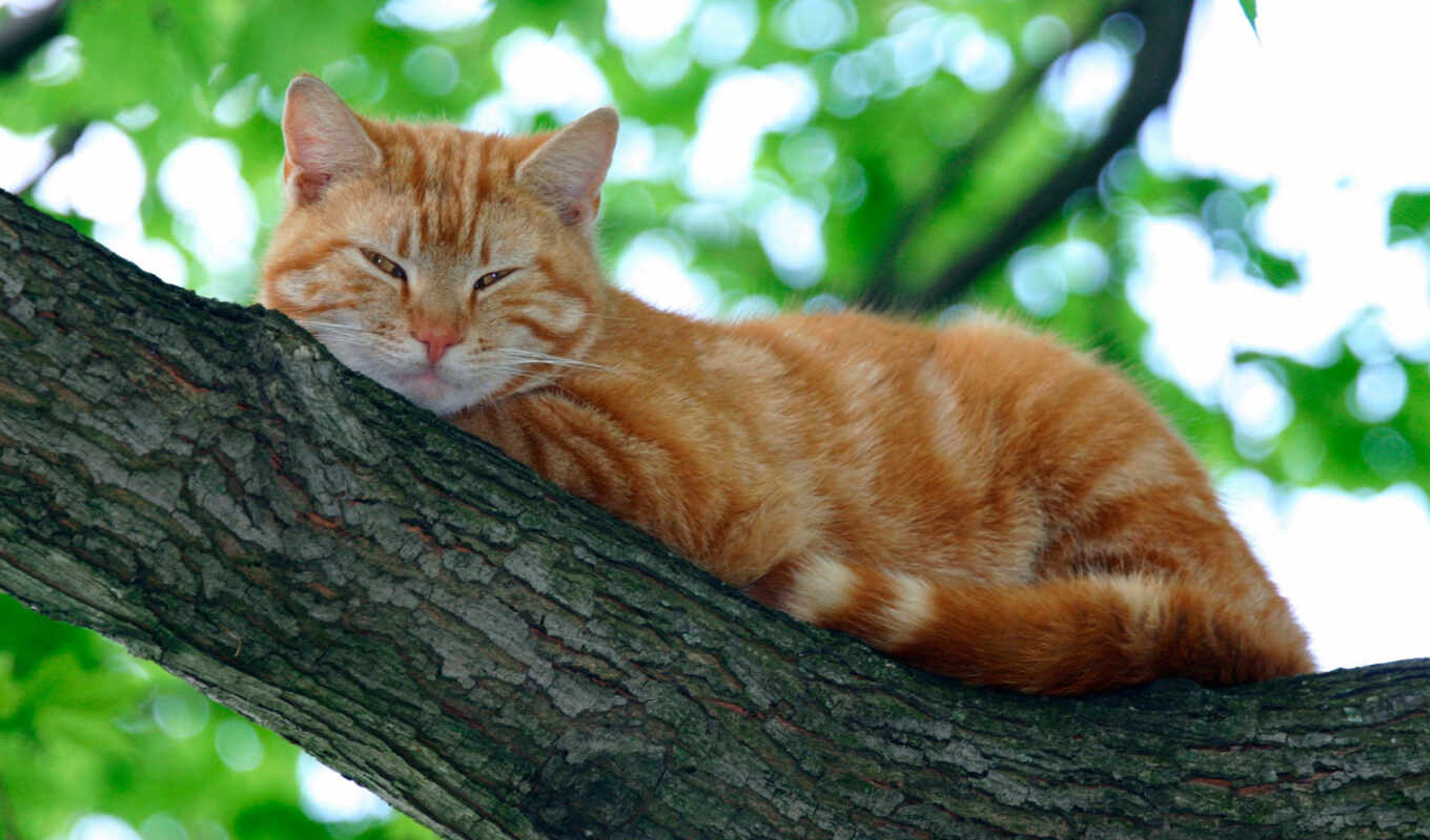 red, tree, cat, sleep