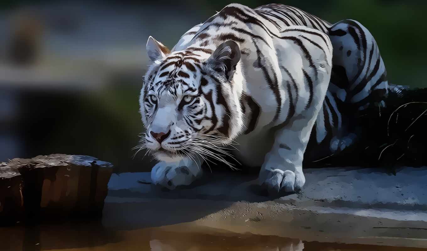 white, кот, тигр, wild, animal, funart, oir