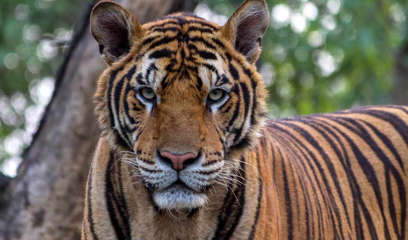 кот, животные, name, zoo, тигр, animal, park, india, national, бенгальский, tigre