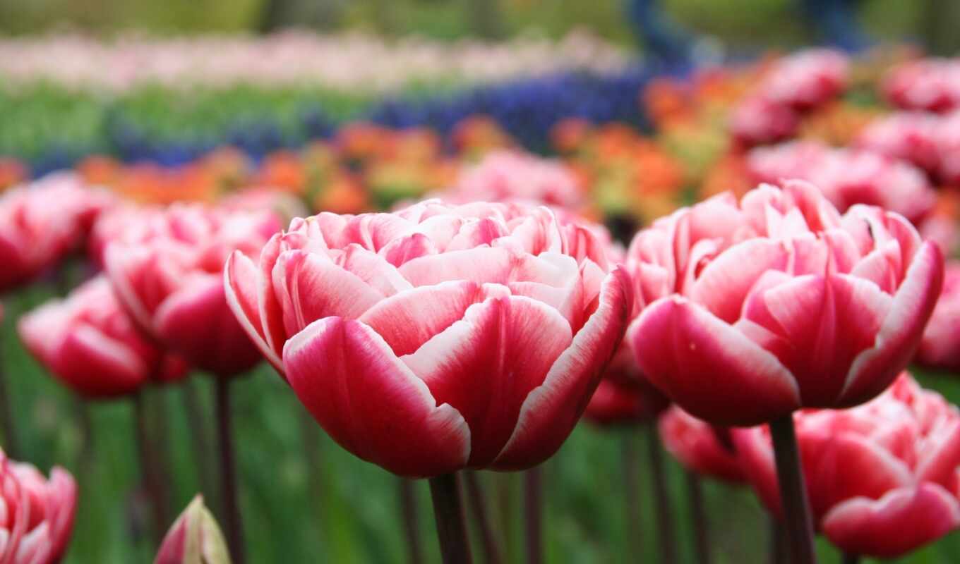 Red, macro, pink, spring, tulips, cvety, buds, scarlet, petals