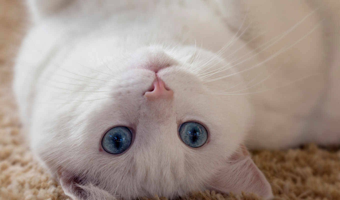 взгляд, white, картинка, белая, красивые, кот, лежит, кошек, спине