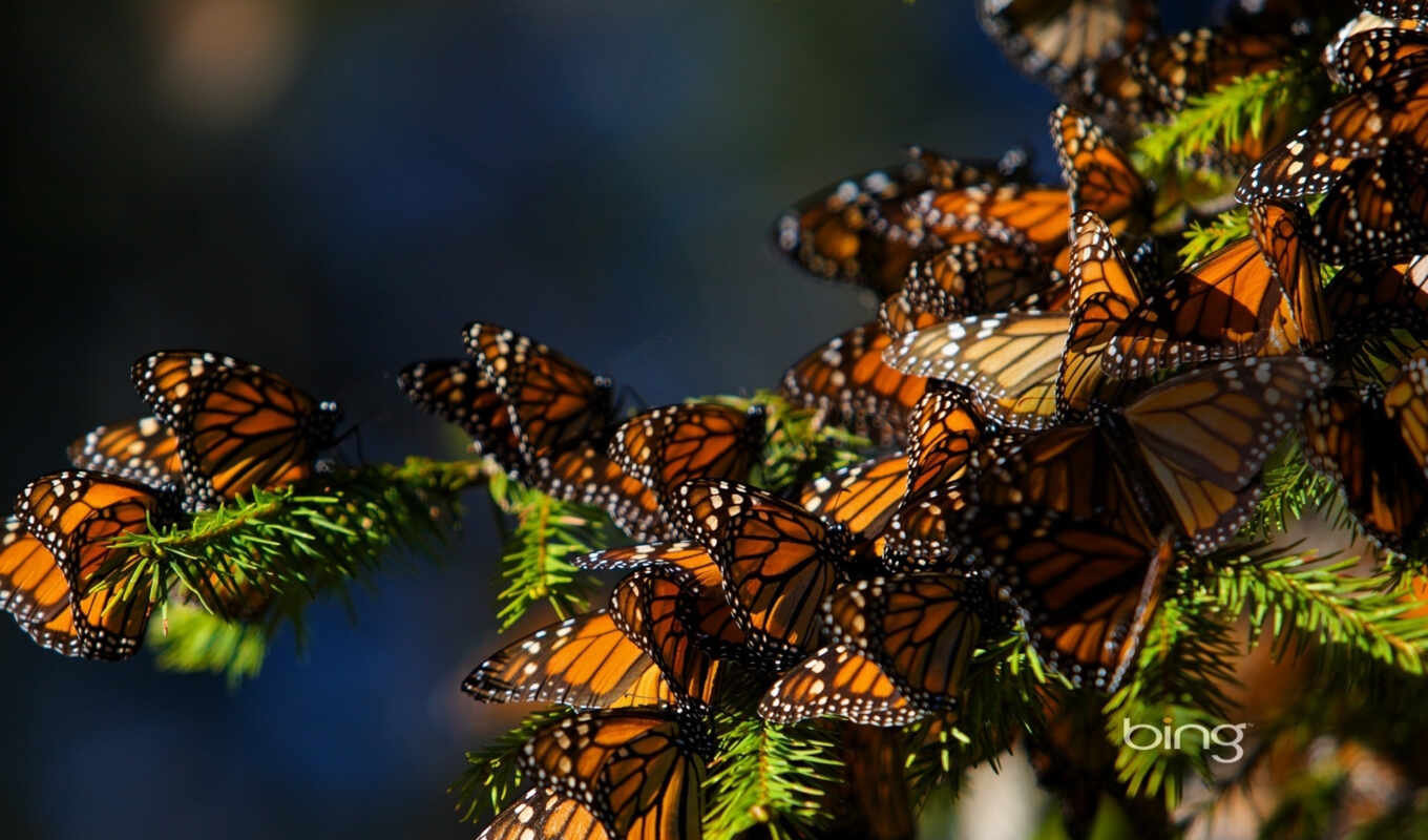бабочка, great, следы, butterflies, монарх, бабочки, migration