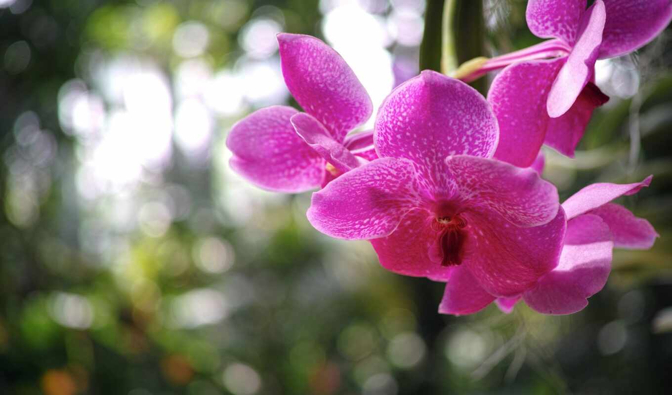 фото, картинка, сегодня, совершенный, хит, лепесток, красивый, орхидея, cvety, cenitel, skachivaemyi