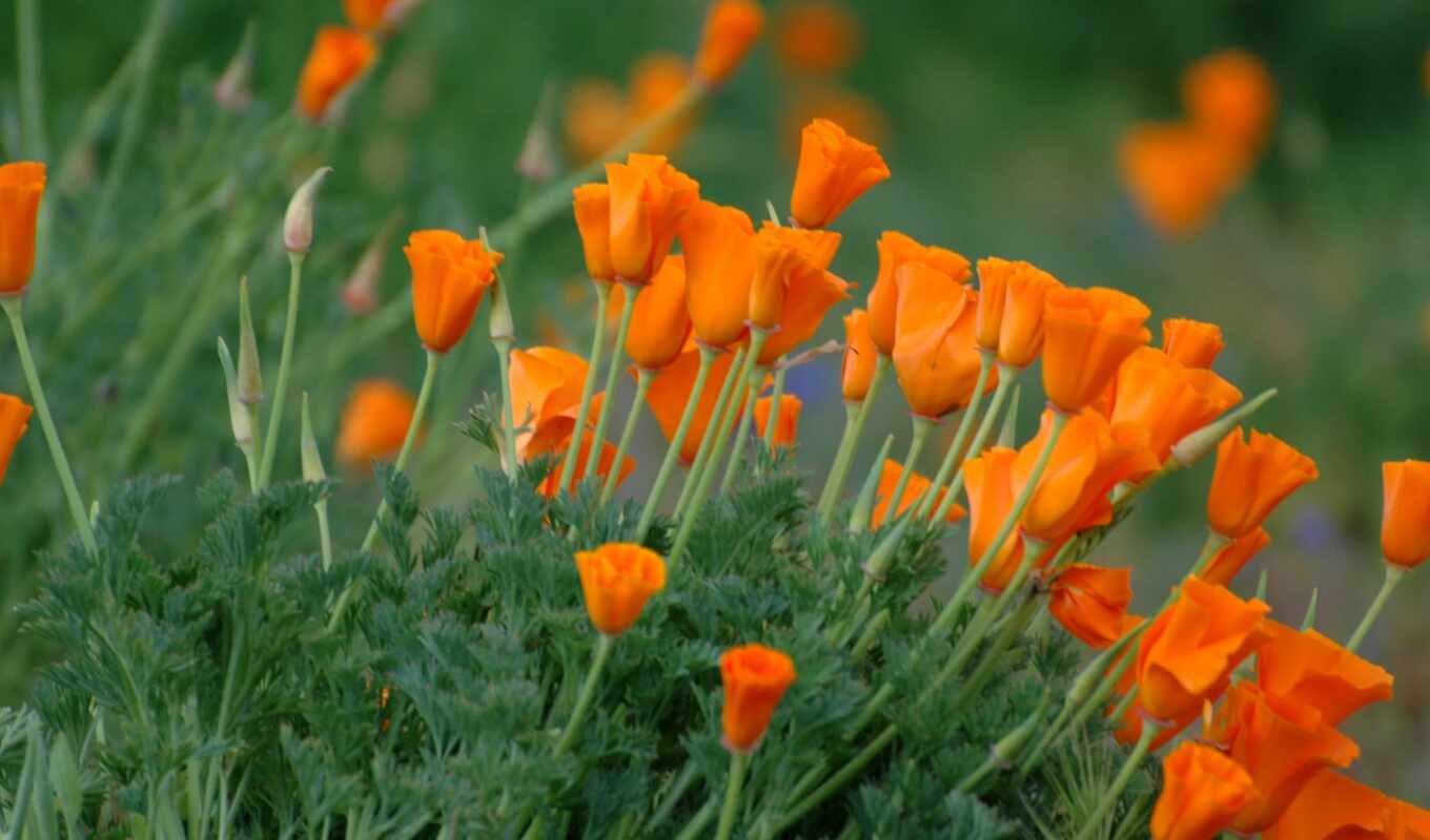 flowers, glass, california, one, the, hoa, tulip, often, poppy, biologist, California