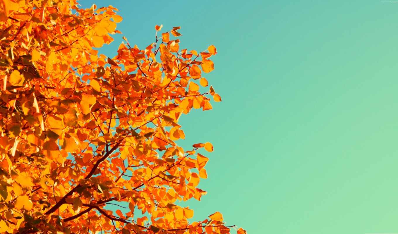 nature, sky, flowers, sheet, tree, autumn, branch, yellow