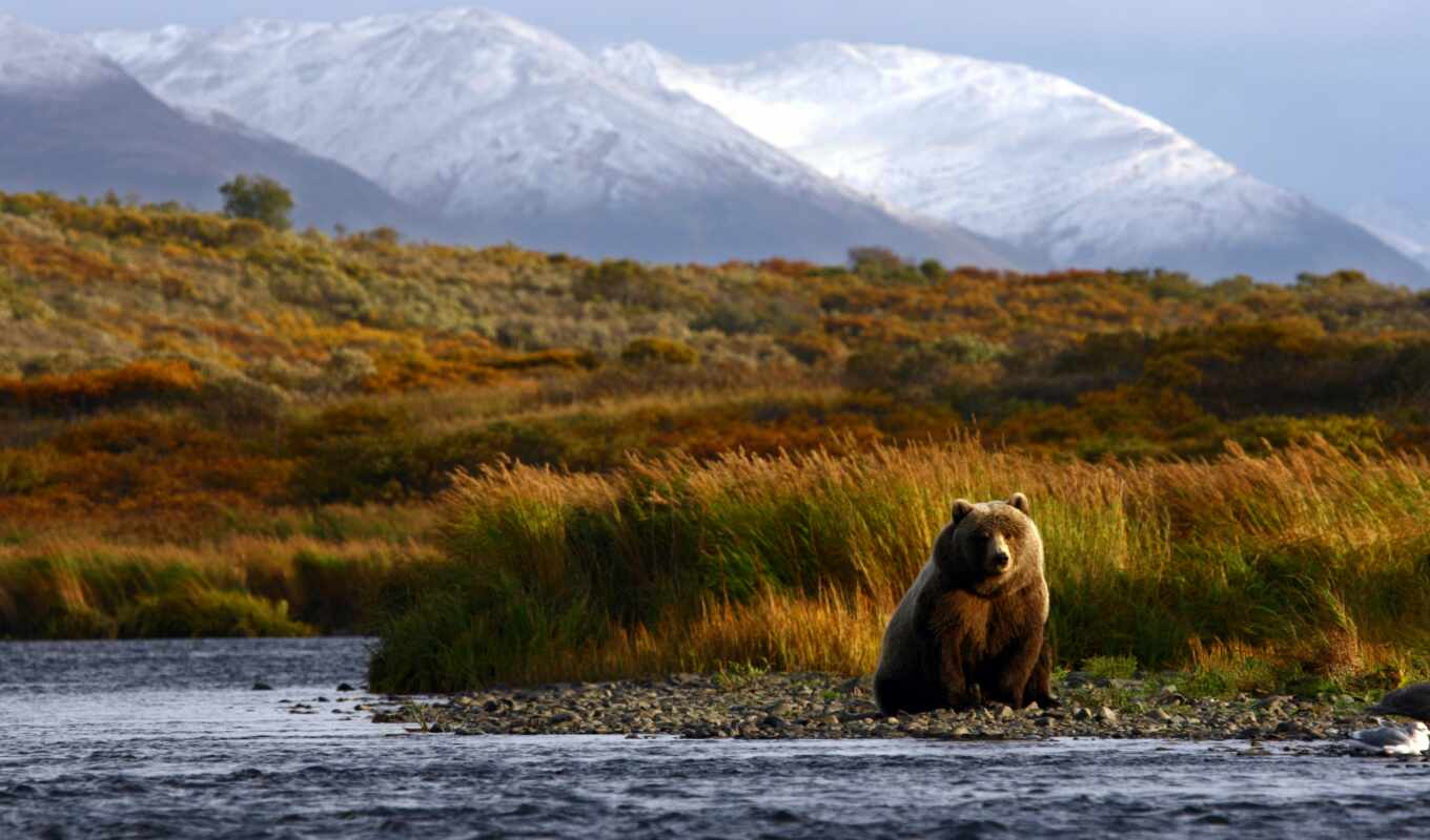 фото, остров, браун, медведь, аляска, royalty, istock, sie, grizzly, кадьяк