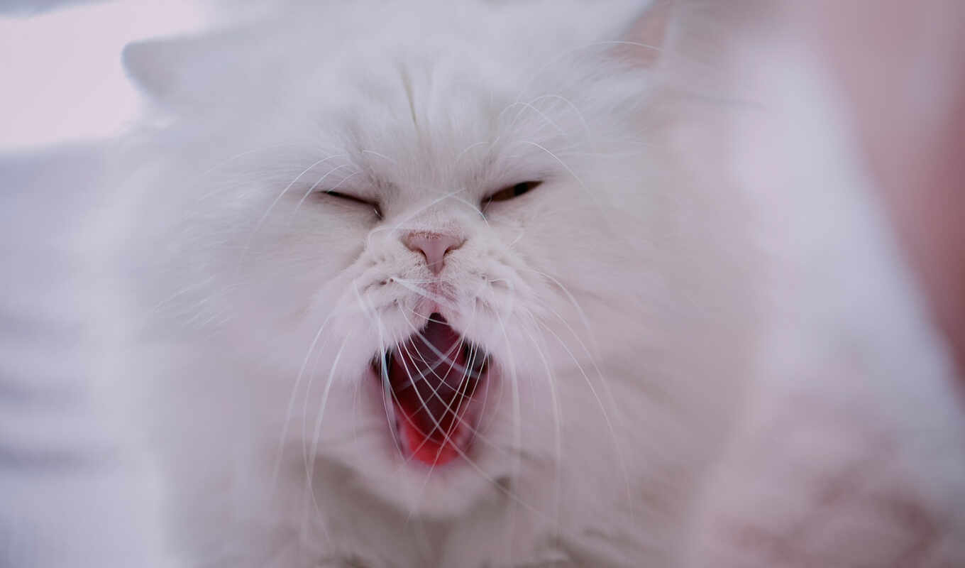 white, red, кот, смотреть, морда, усы, kot, persian, мордочка, зевок