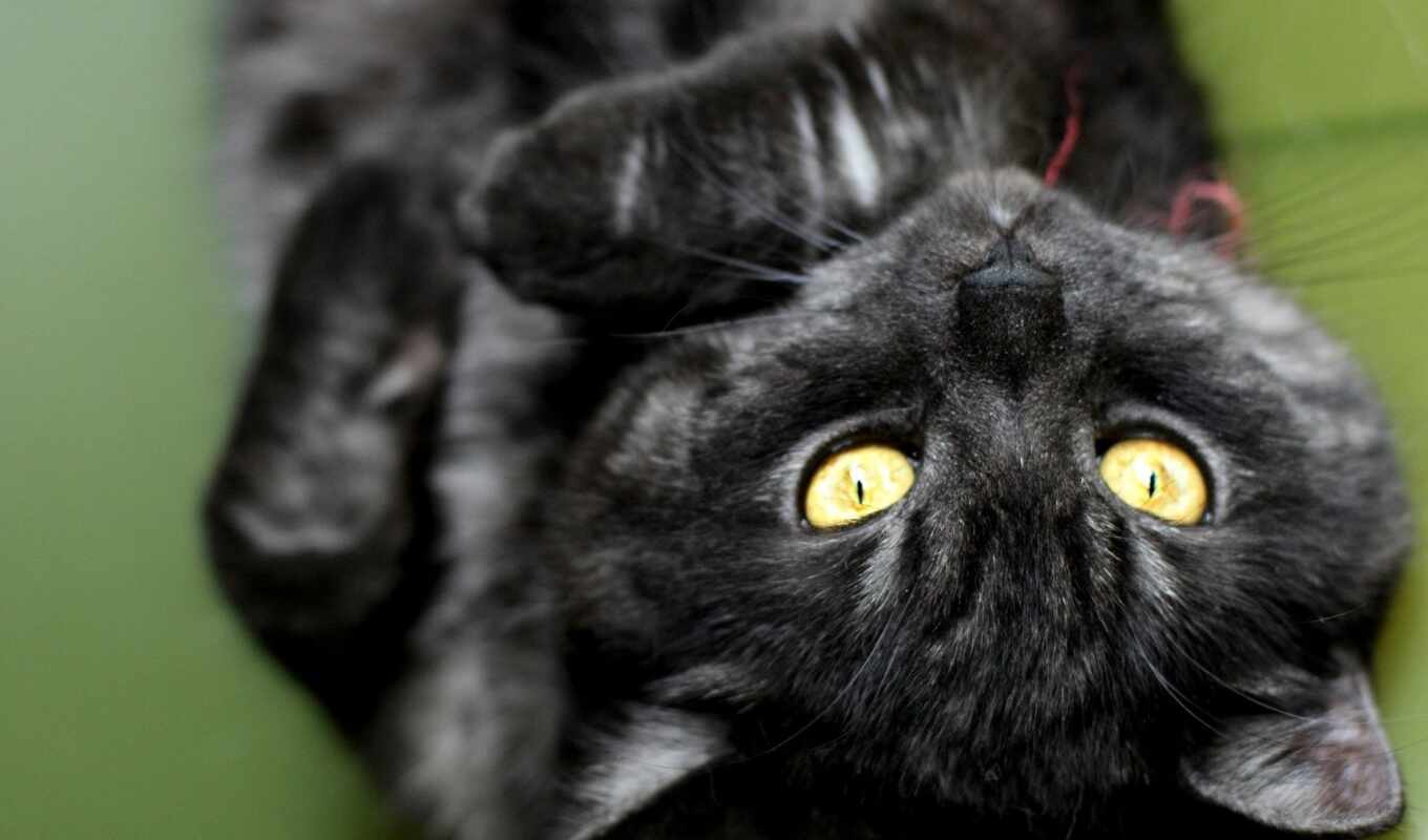 black, кот, котенок, animal, полосатый