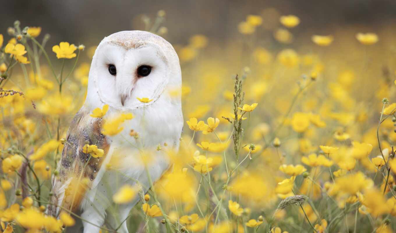 owl, photo wallpapers, dry