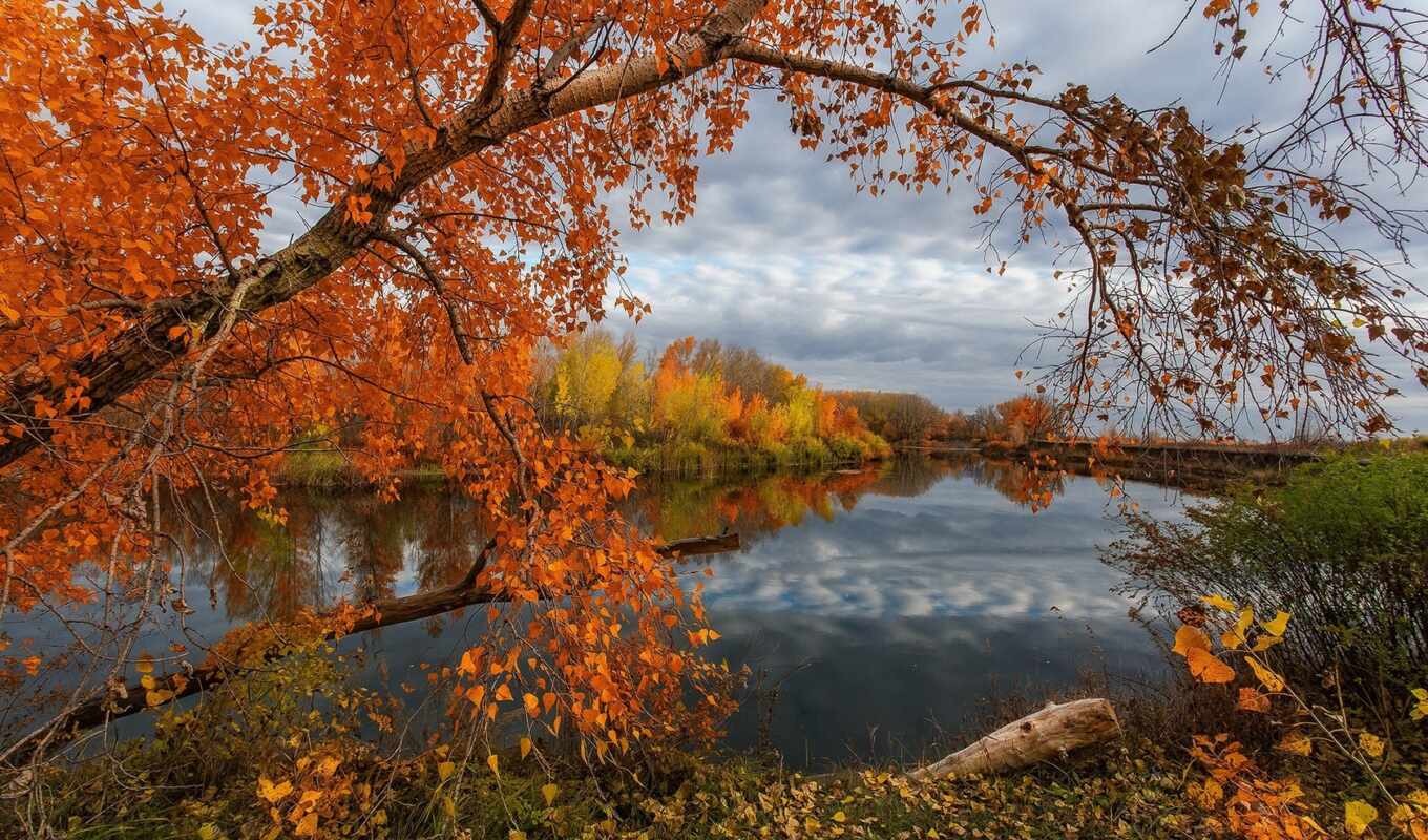 tree, river, zdarma, photography, krajina, podzim