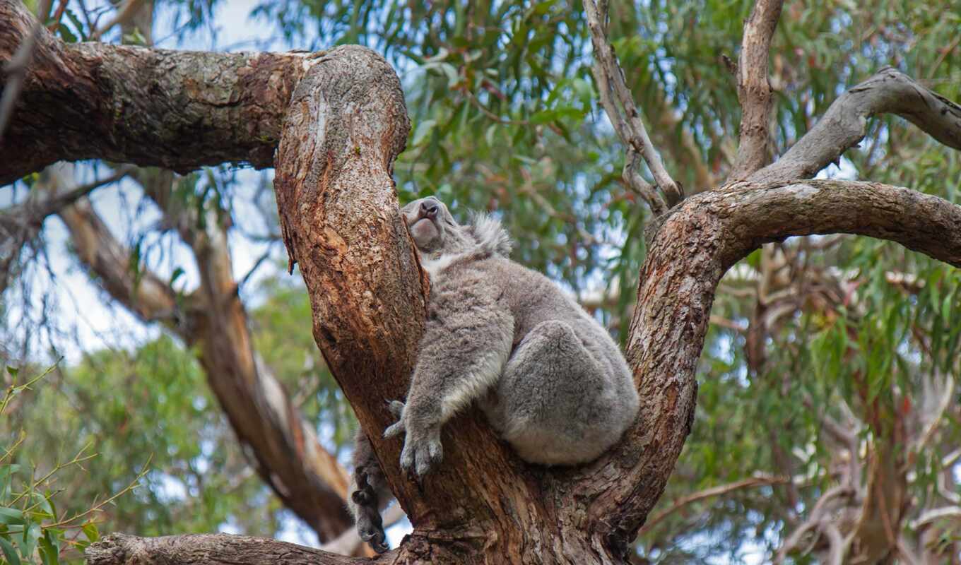 австралия, животные, cute, animal, коала