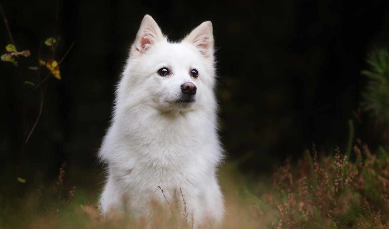 собака, американский, эскимо