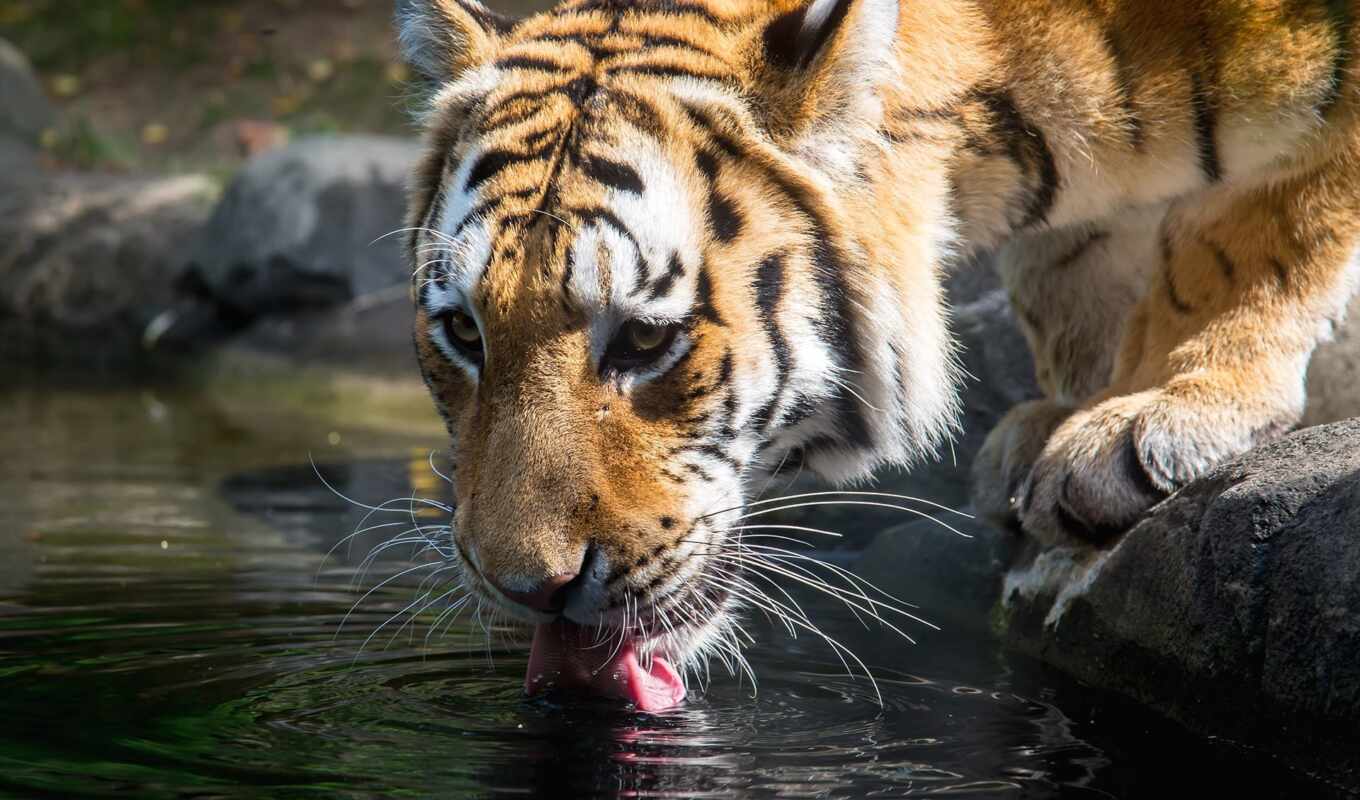 you, predator, tigers, water