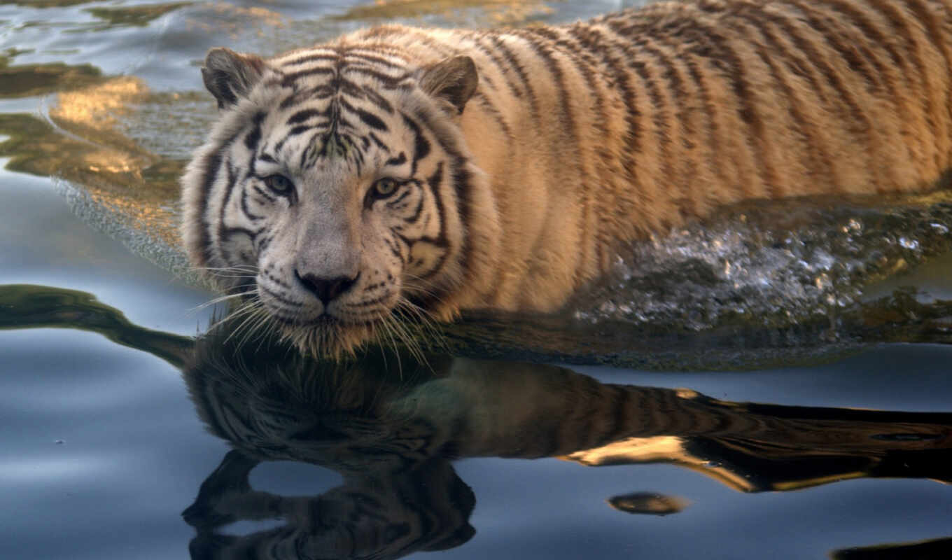 животные, хищник, тигры, плавание