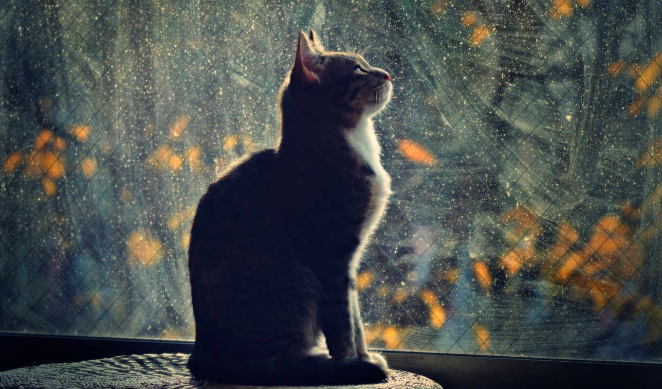 окно, кот, смотрит