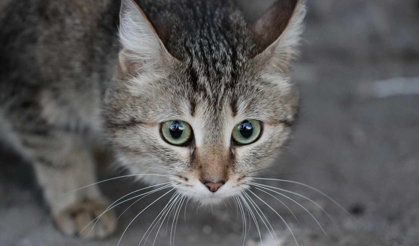 глаз, зелёный, кот