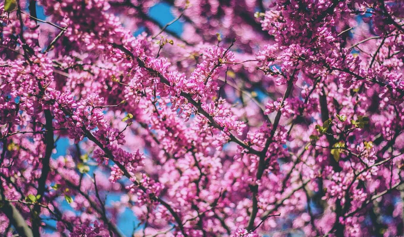 flowers, cherry, spring, blossom