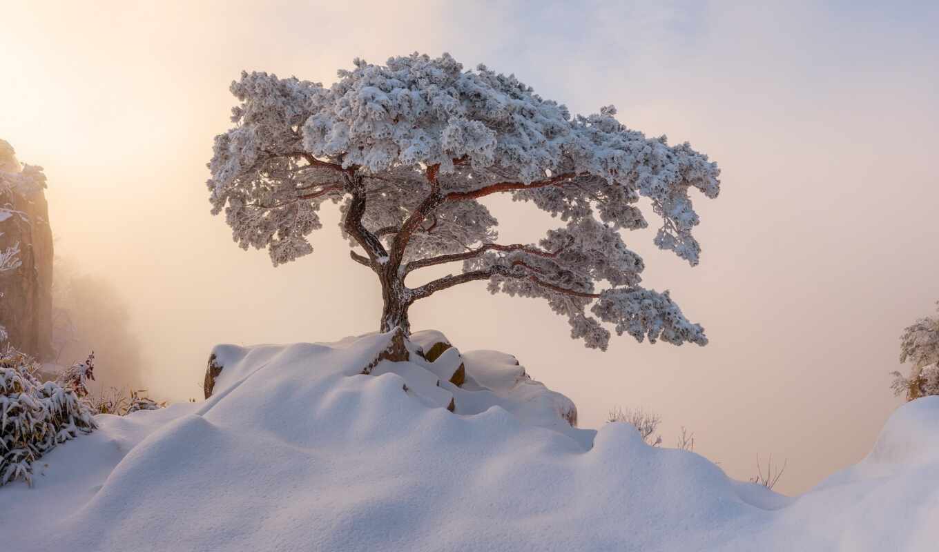 природа, фото, фон, дерево, winter, landscape, декабрь, korea, south
