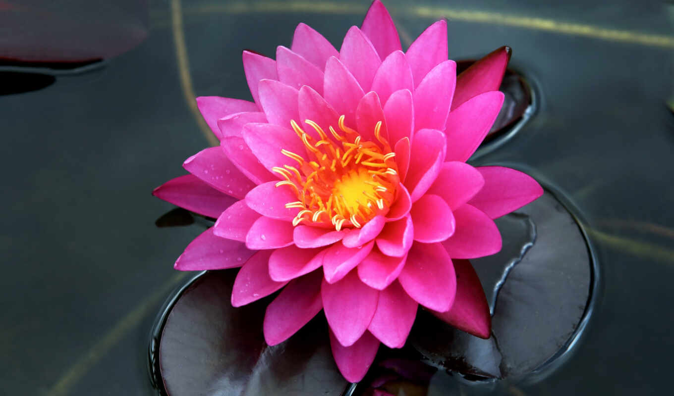 flowers, water, pink, petal, lily, nymph, water lily