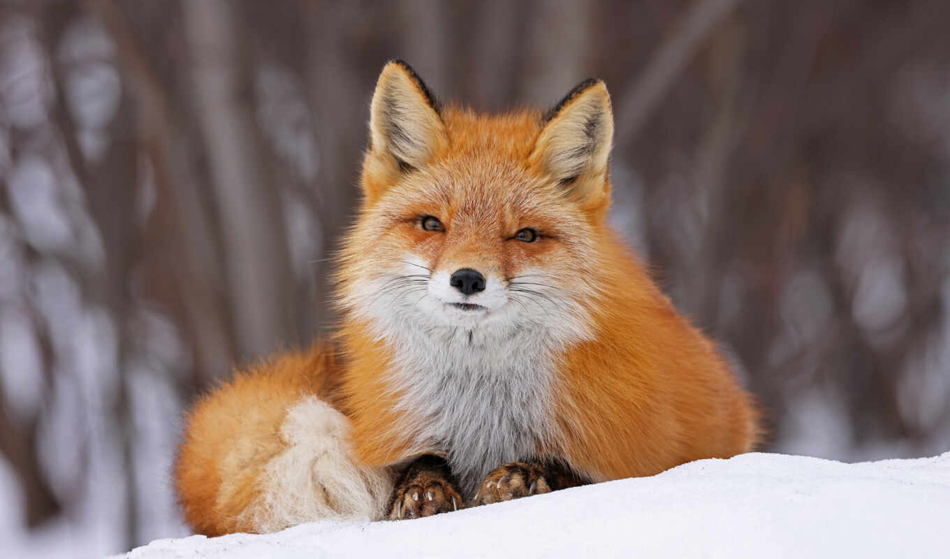 red, snow, winter, eyes, fox, see