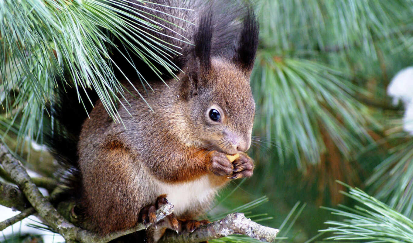 meal, tree, squirrels, sit, fir, tree, proteins, entertainment