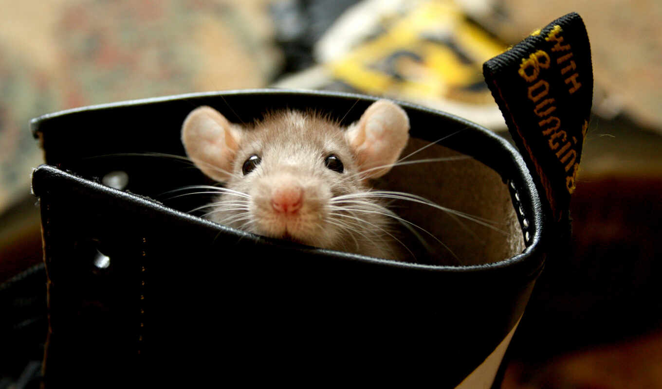 more, you, cute, shoes, images, animal, rodents, rat